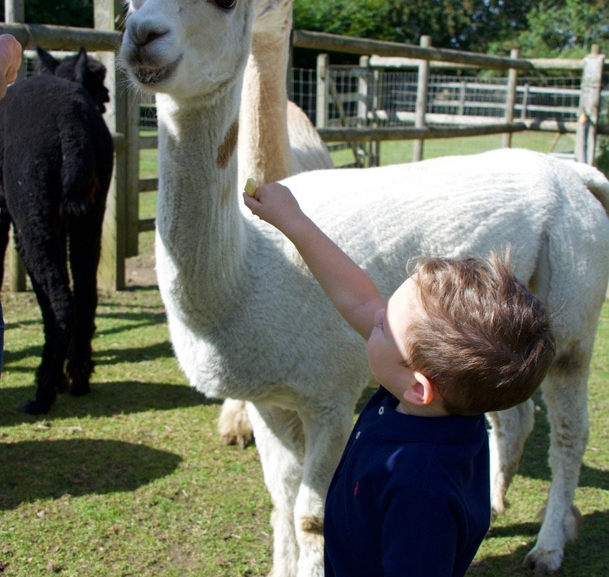 Trelawn Alpacas景点图片