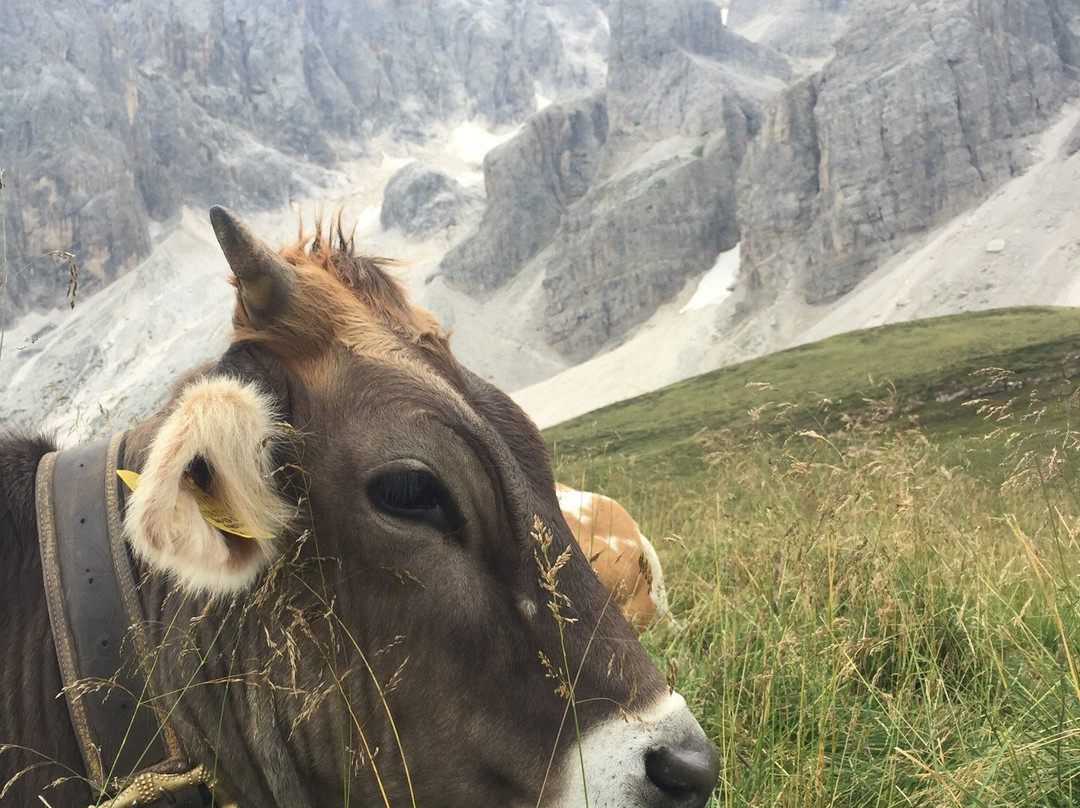 Val Venegia e Baita Segantini景点图片