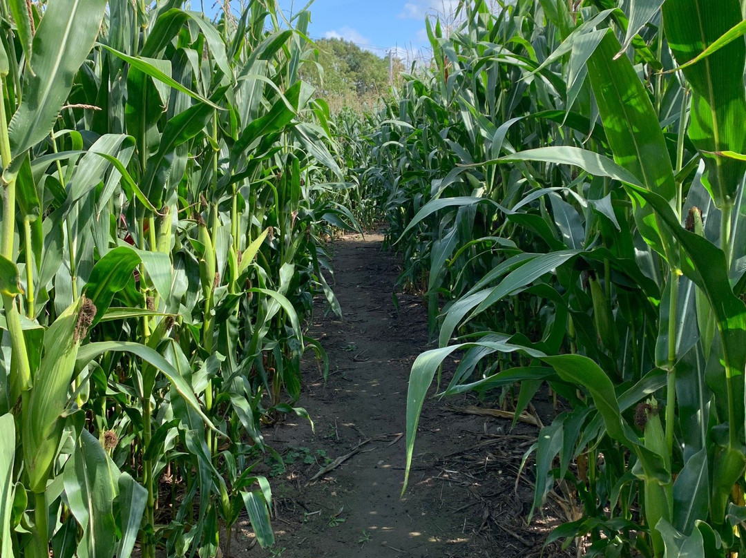 The Purbeck Big Apple Maize Maze