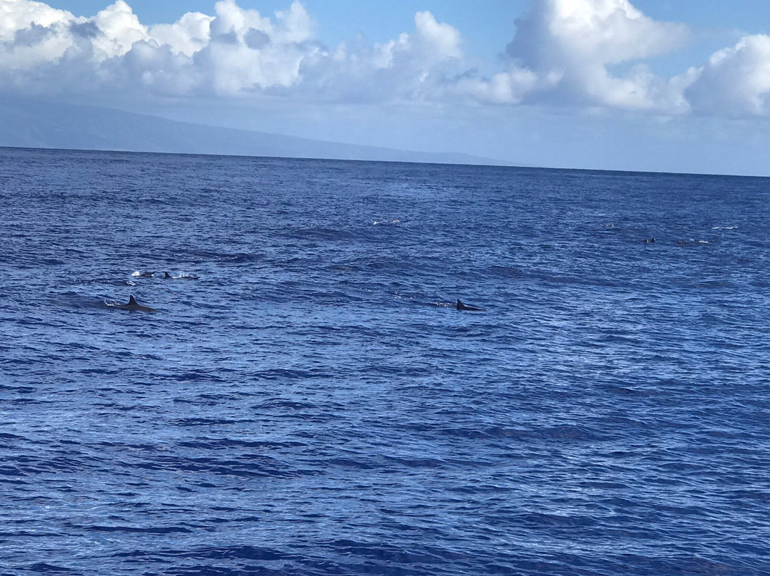 Molokini and Lanai Snorkeling Day Tour-怀露库必去景点