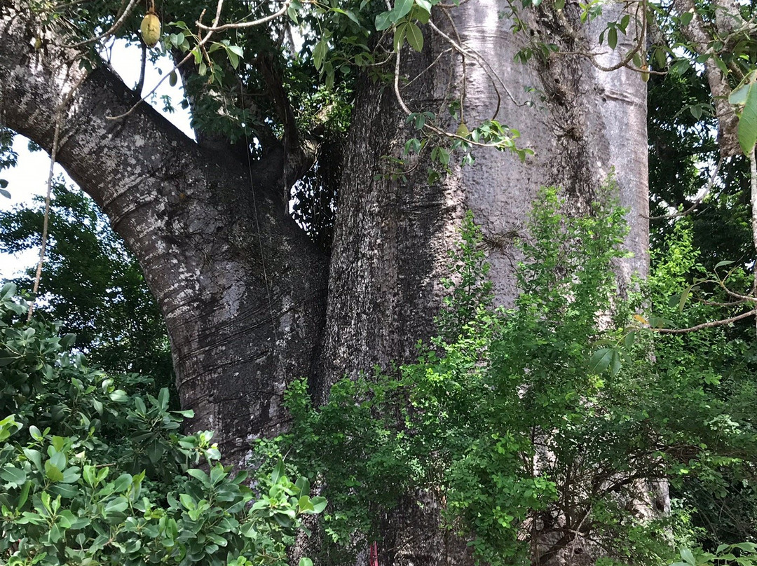 Gazi Mangrove Boardwalk-乌库达必去景点