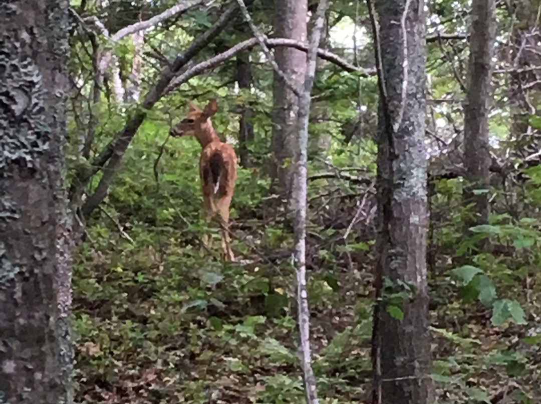 Sir Sandford Fleming Park (The Dingle)-哈利法克斯必去景点
