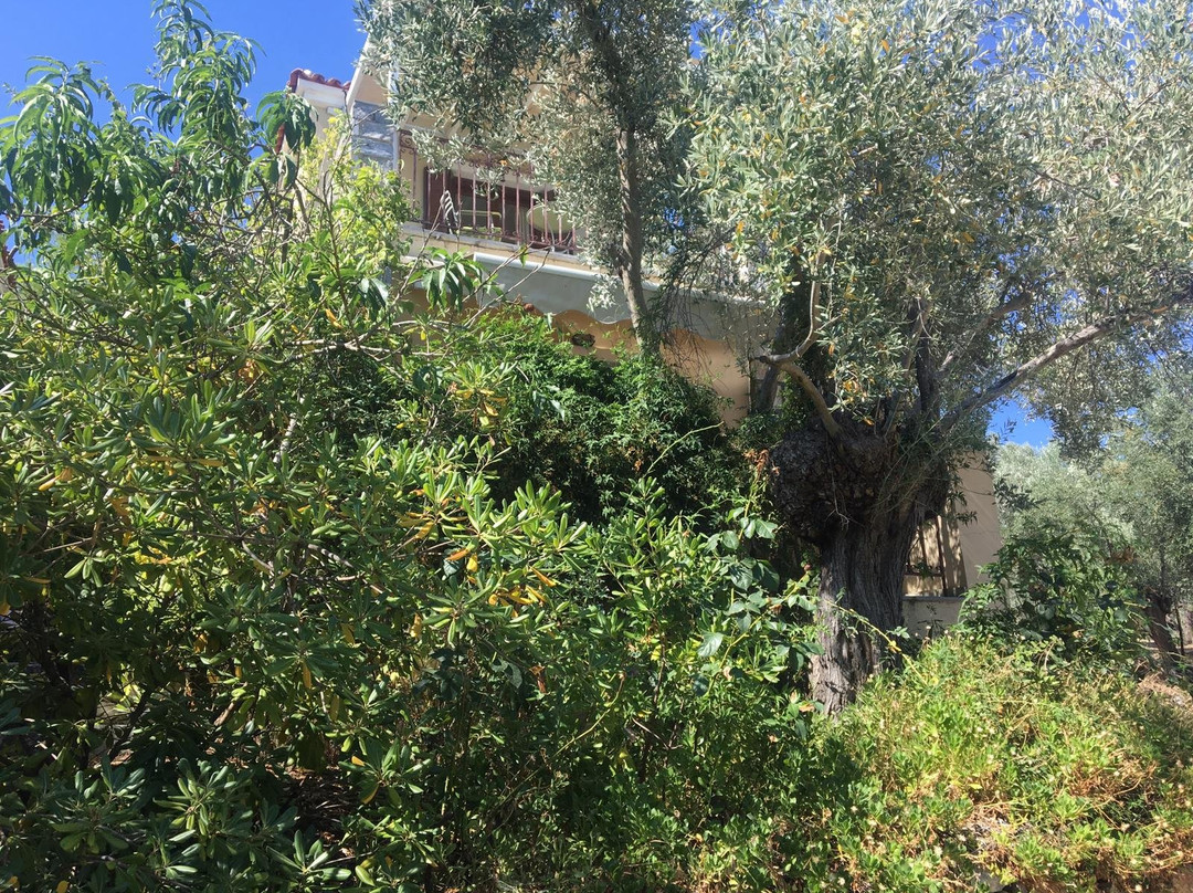 Gera's Olive Grove主图