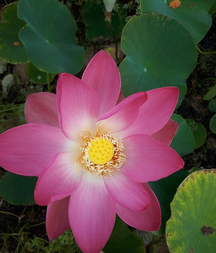 Lotus lake景点图片