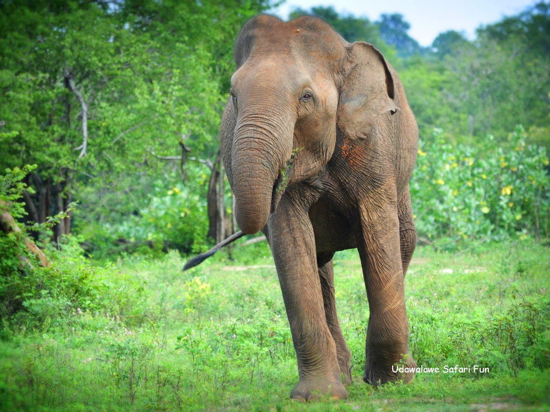 Udawalawe Safari Fun-乌达瓦拉瓦必去景点