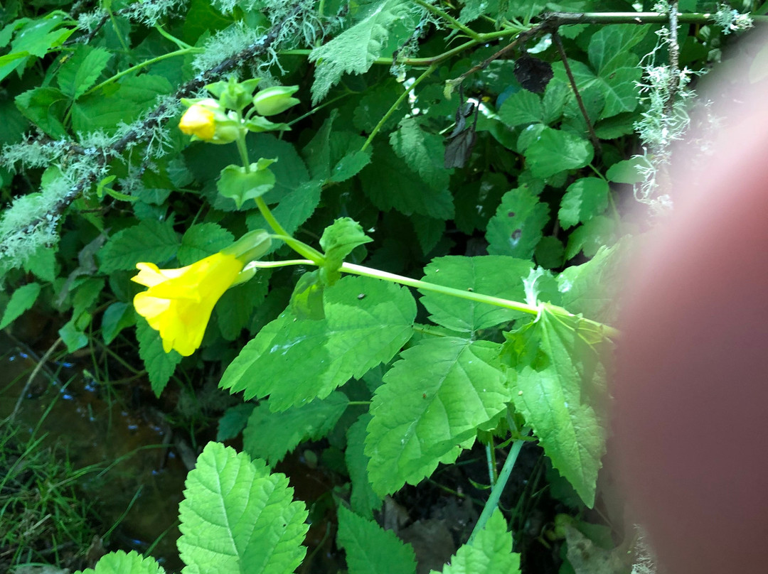 Mary S. Young Park-West Linn必去景点