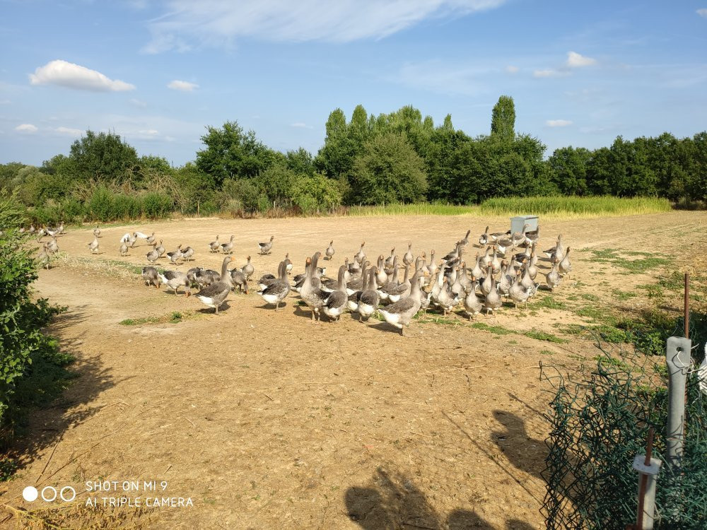 La Ferme de Michaumaille景点图片