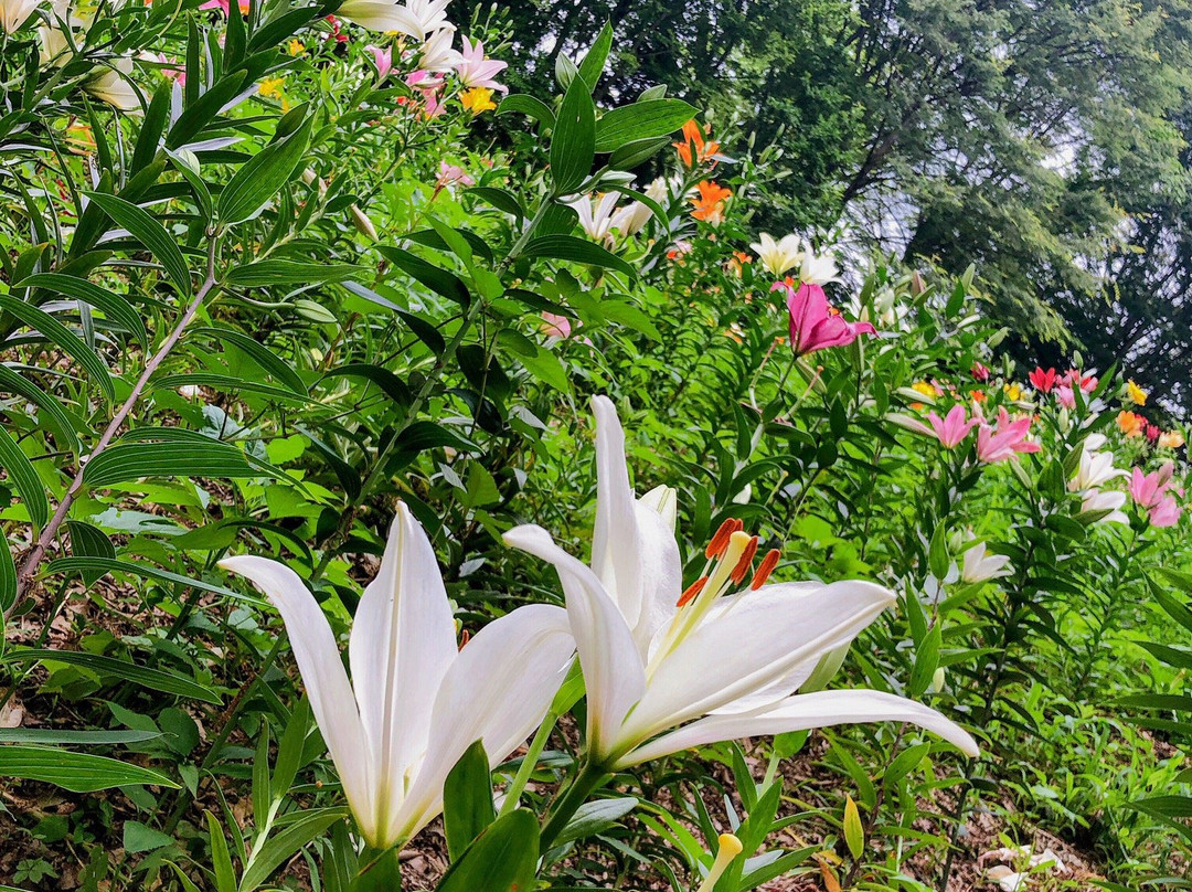 Lily Park-所泽市必去景点