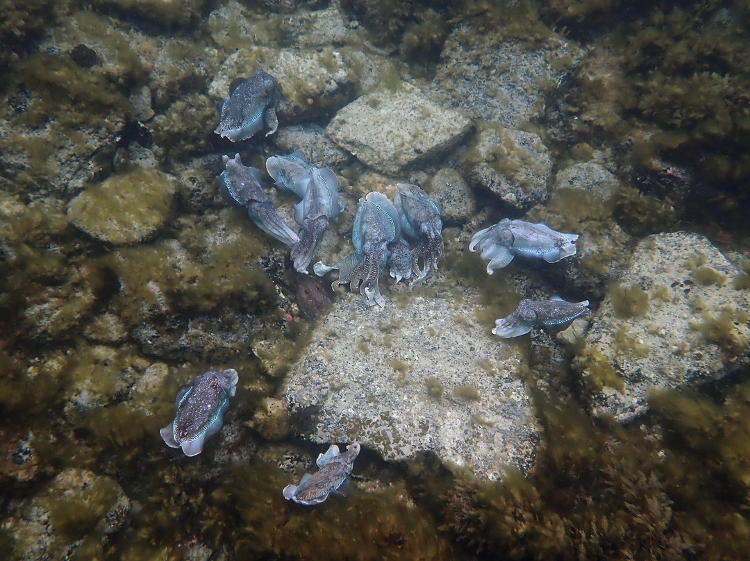 Cuttlefish Boardwalk景点图片
