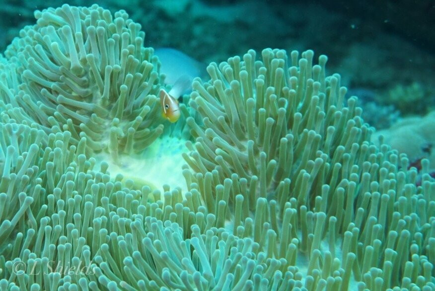Jean-Michel Cousteau Diving景点图片