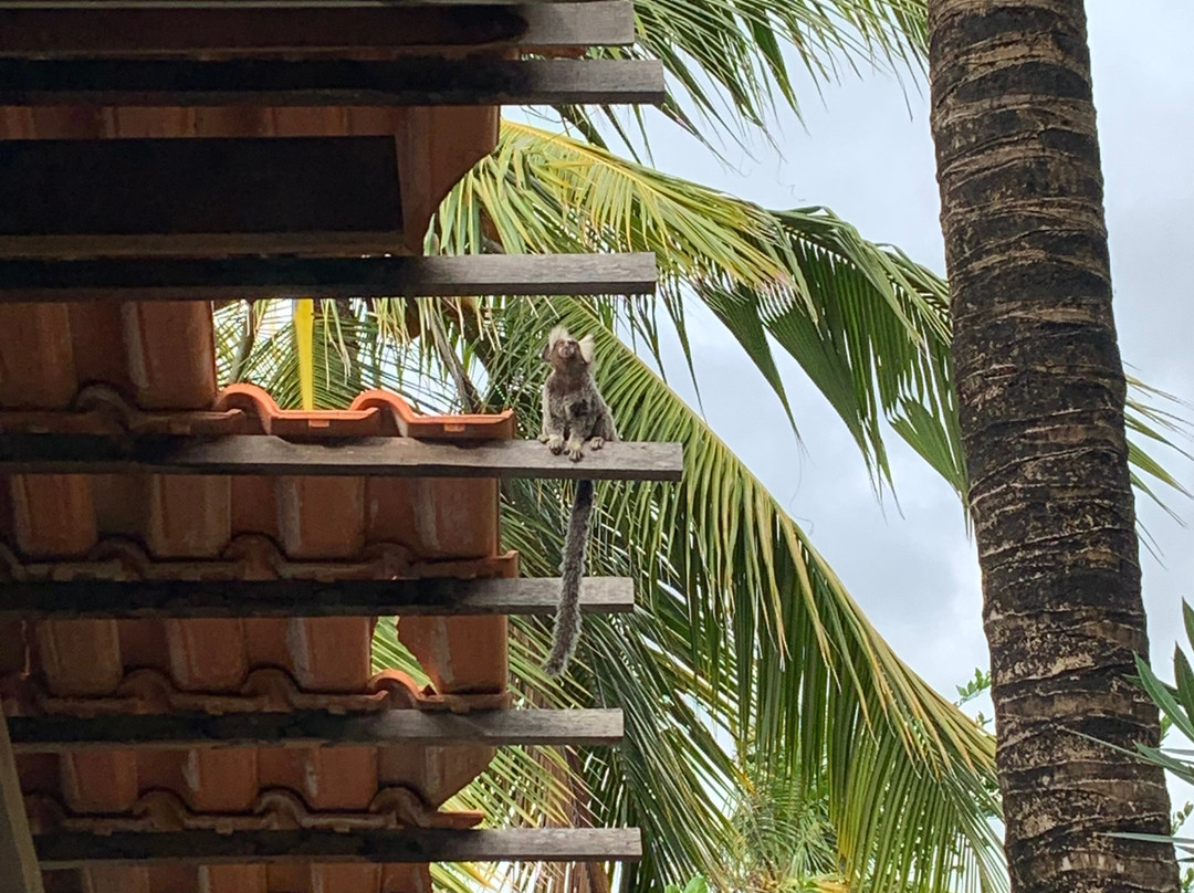 Ecolodge Batel Pousada主图