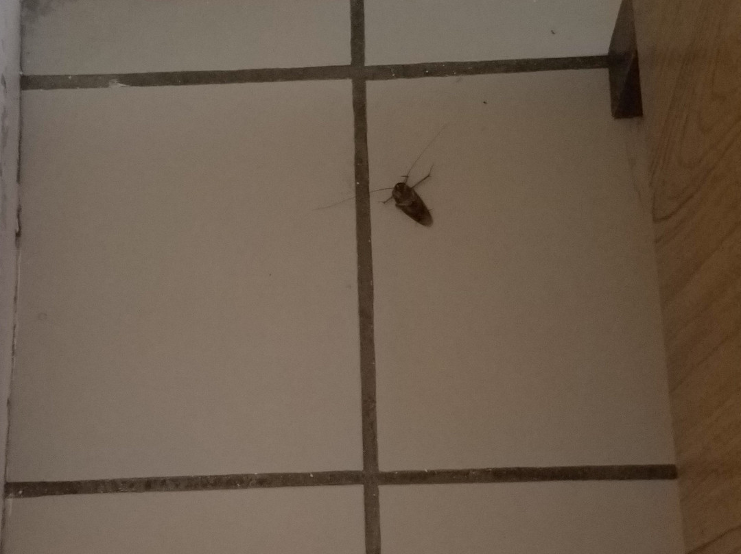 菠萝阁酒店主图