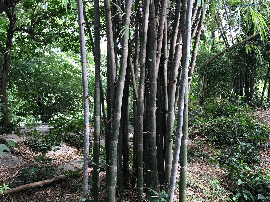 Uravu Bamboo Grove - A Wandertrails Showcase主图