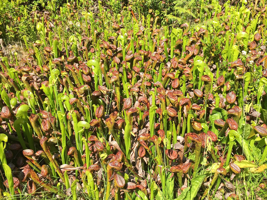 Darlingtonia State Natural Site景点图片