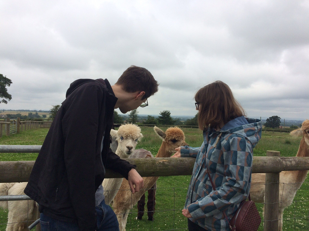 Clivewood Alpacas-什鲁斯伯里必去景点