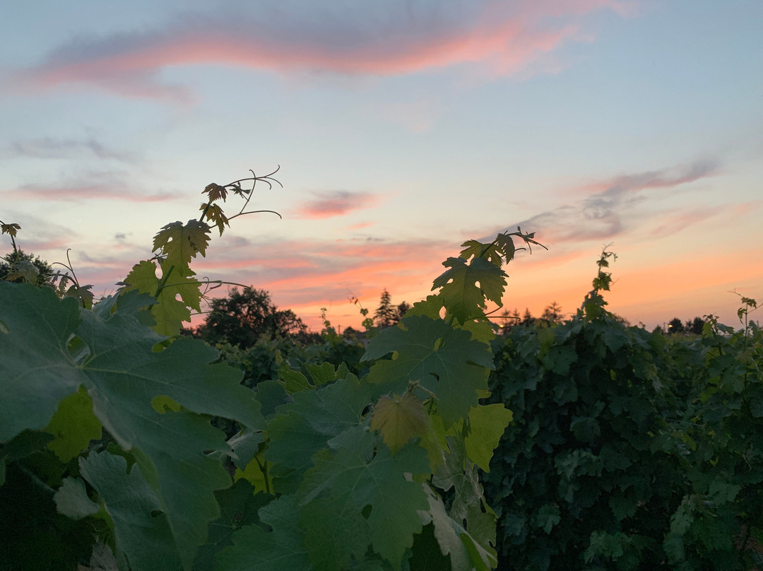 Domaine Mongiron主图