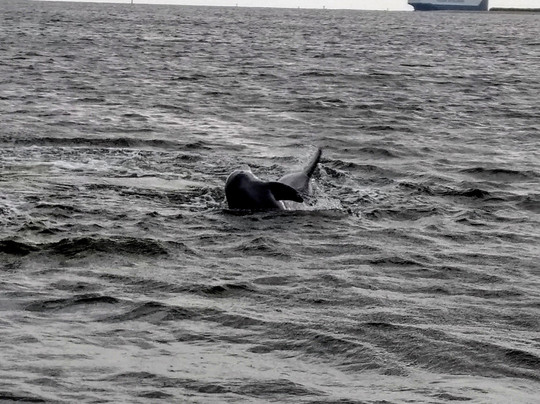 Captain Derek's Dolphin Adventure-泰碧岛必去景点