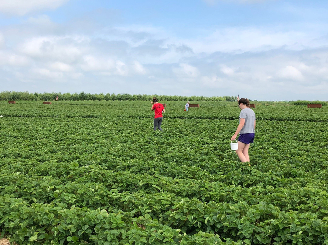 Stade's Farm and Market-McHenry必去景点