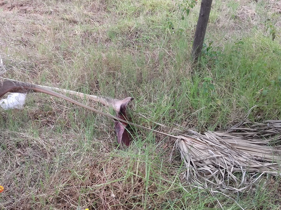 El Mouradi Cap Mahdia主图