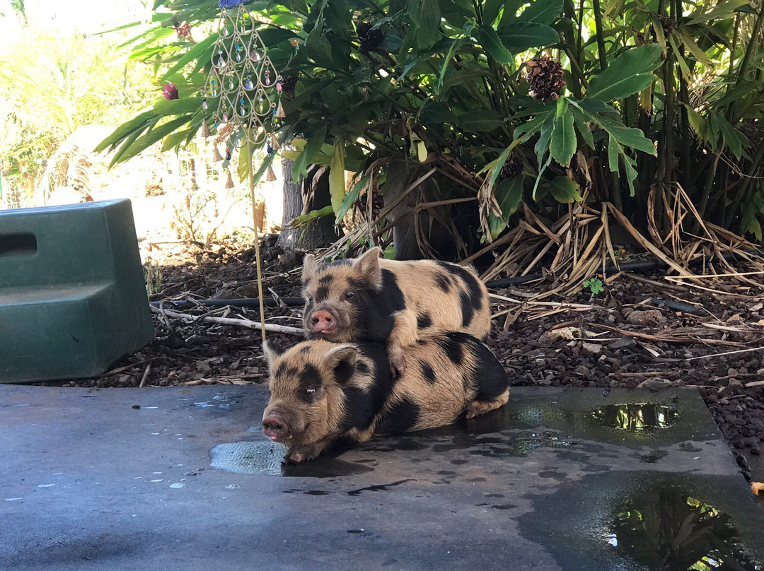 Lahaina Animal Farm景点图片