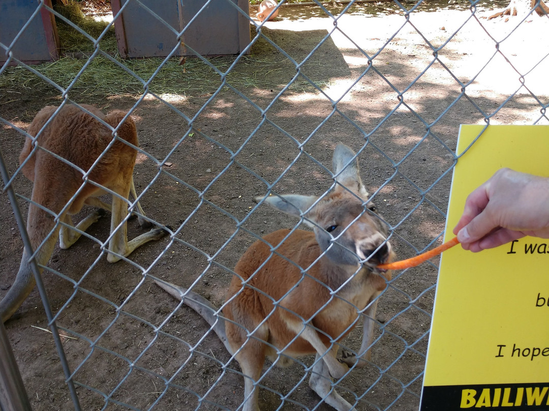 Bailiwick Animal Park-Catskill必去景点