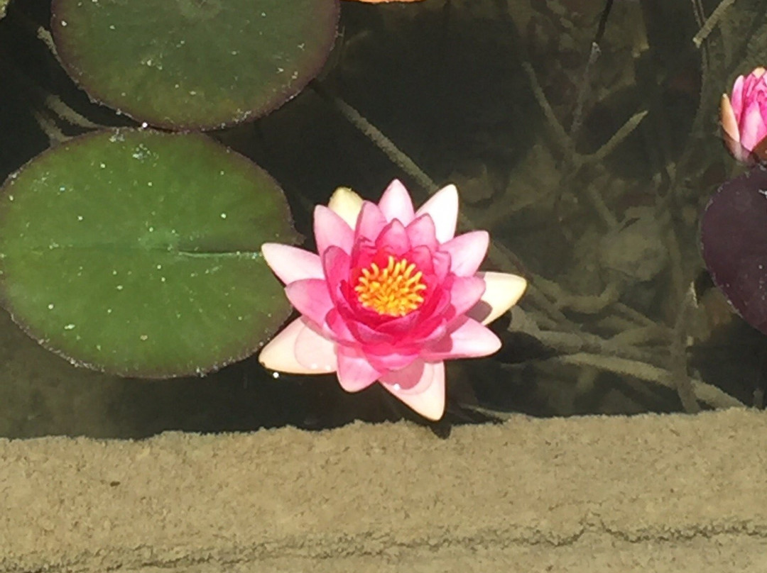 Soka Performing Arts Center-亚里索维耶荷必去景点