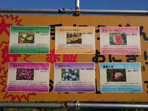 Poppy Happy Square-鸿巢市必去景点