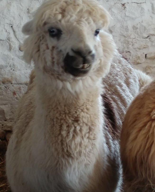 Havens Petting Farm-Blue Mounds必去景点