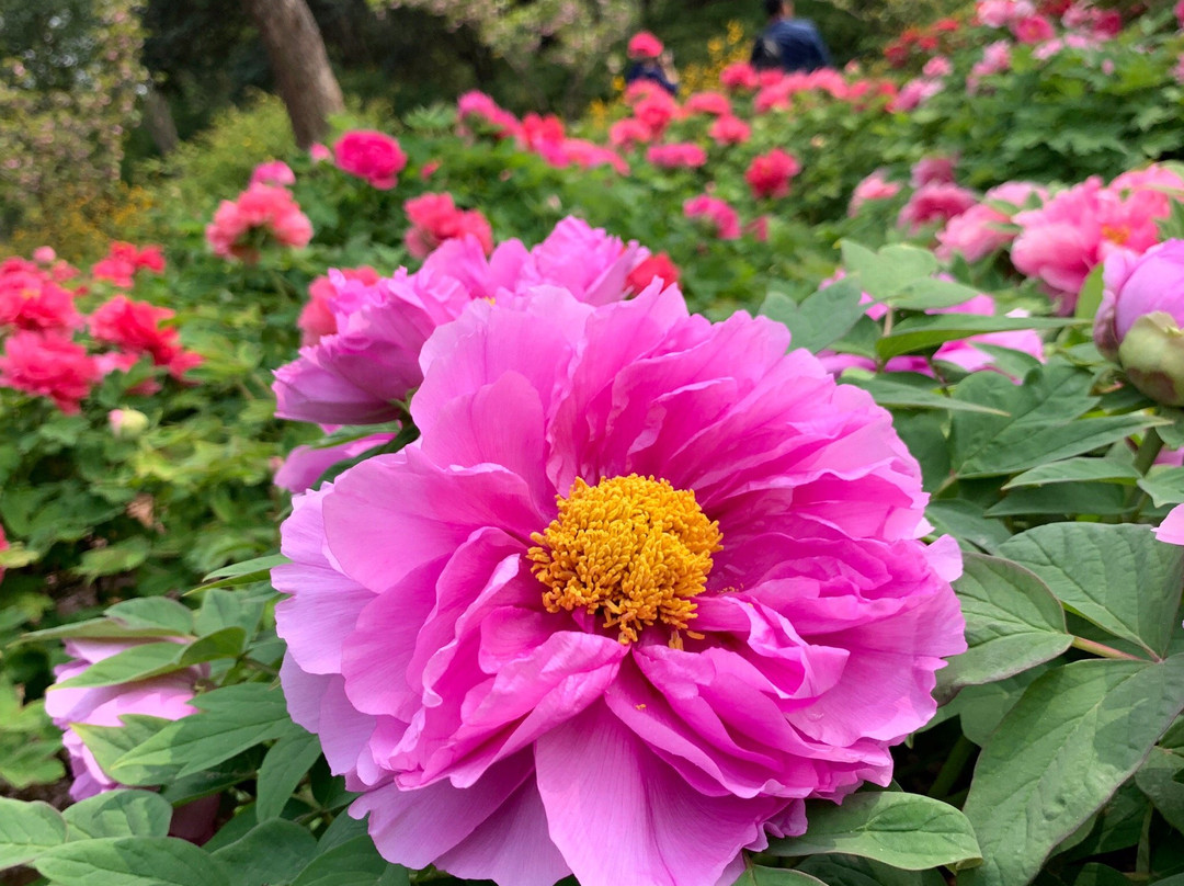 中国国花园-洛阳市必去景点