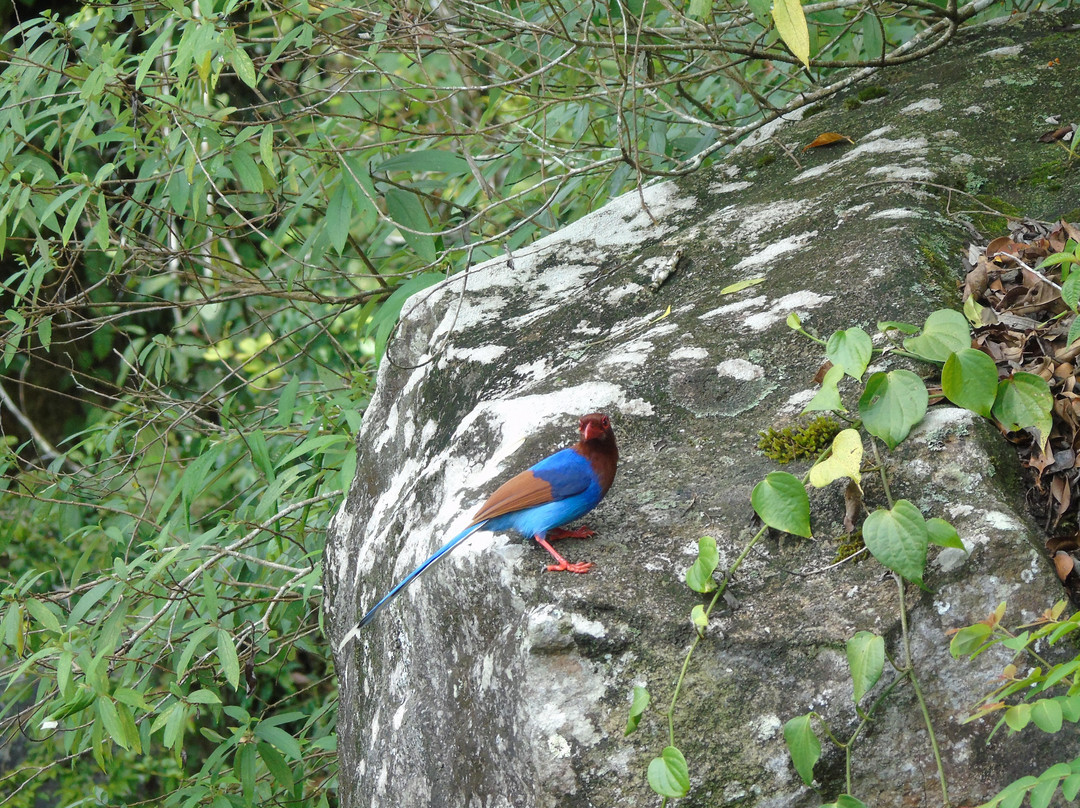 Sinharaja Tour Guide-Deniyaya必去景点