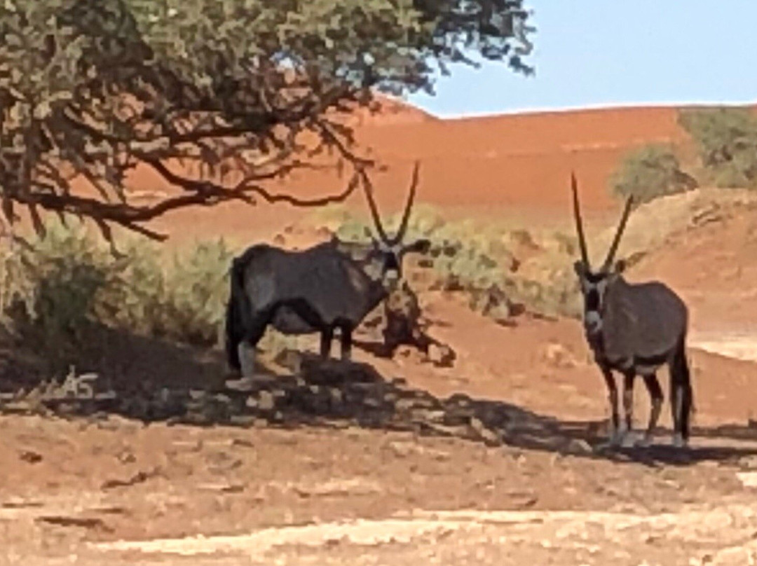 Namib-Naukluft National Park景点图片
