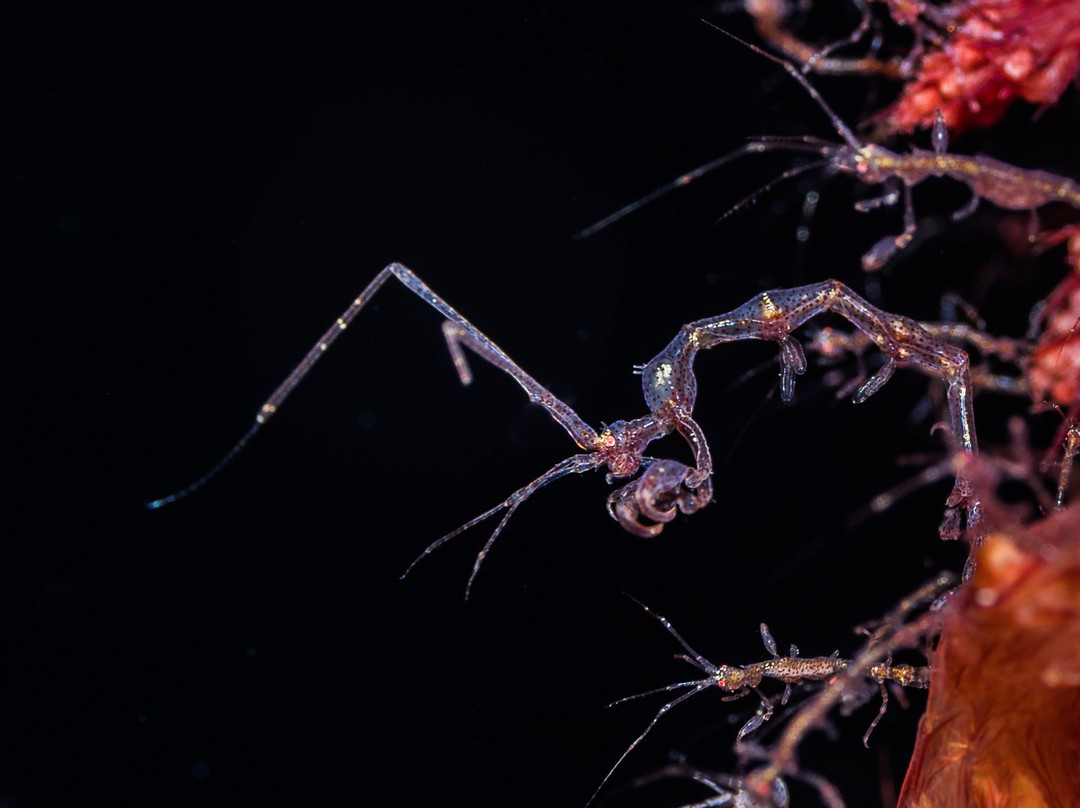 Selayar Dive Resort主图