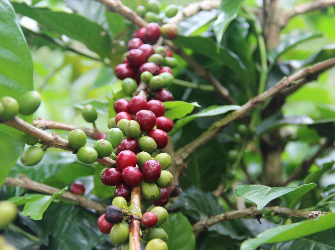 Finca La Coca-萨伦托必去景点