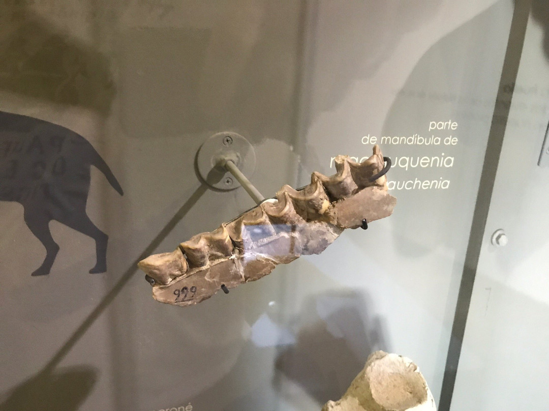 Museo Paleontologico-科洛尼亚·德尔萨克拉门托城必去景点