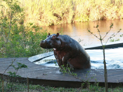 狮沙辛加旅馆主图
