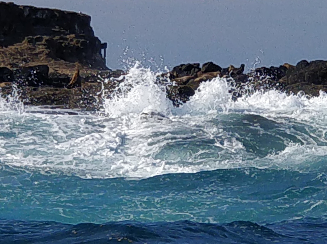 Phillip Island Nature Parks-考斯必去景点