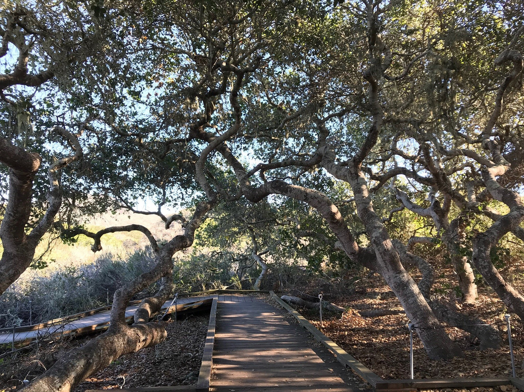 El Moro Elfin Forest景点图片
