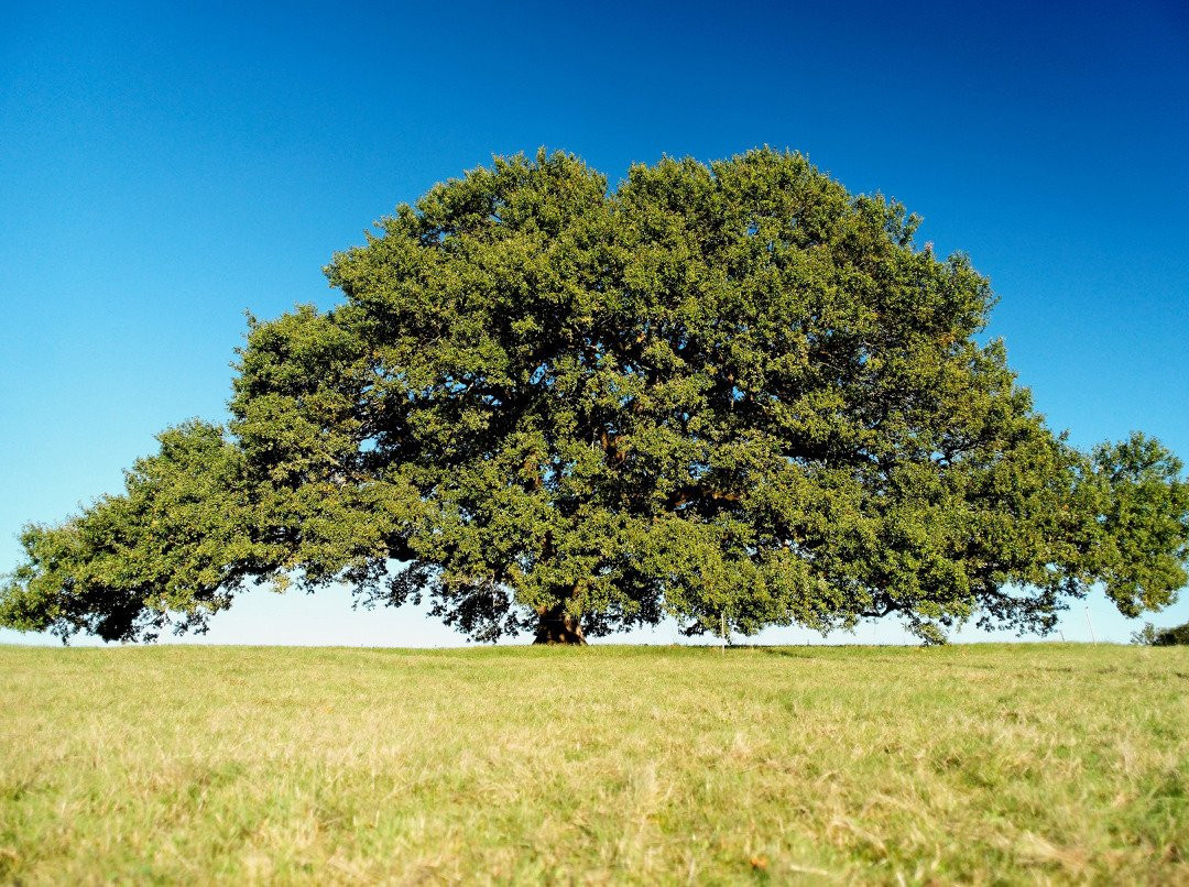 Arbre Chene Tombeboeuf景点图片