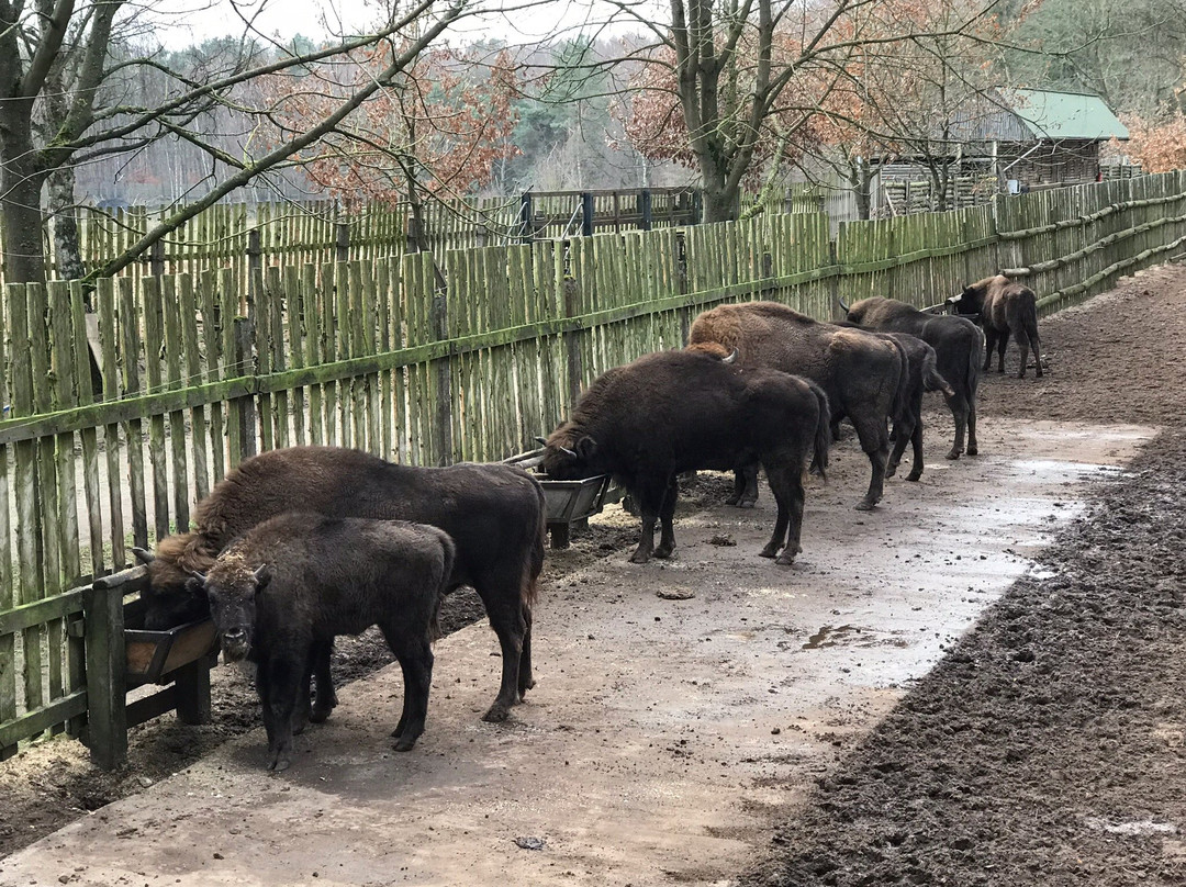 Wisentreservat Damerower Werder景点图片