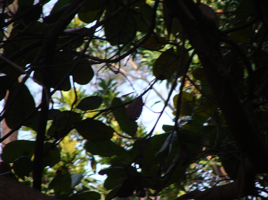 Sai Vishram Beach Resort Byndoor主图