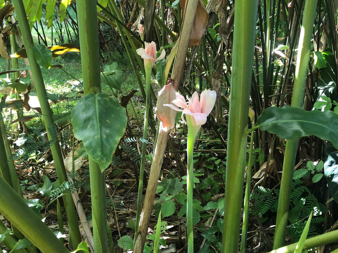 Halawa Tropical Flower Farm-考纳卡卡伊必去景点