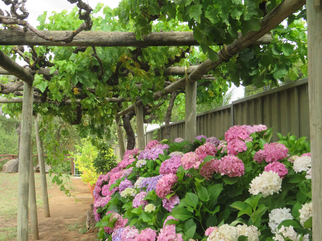 Angaston Vineyards Motel主图