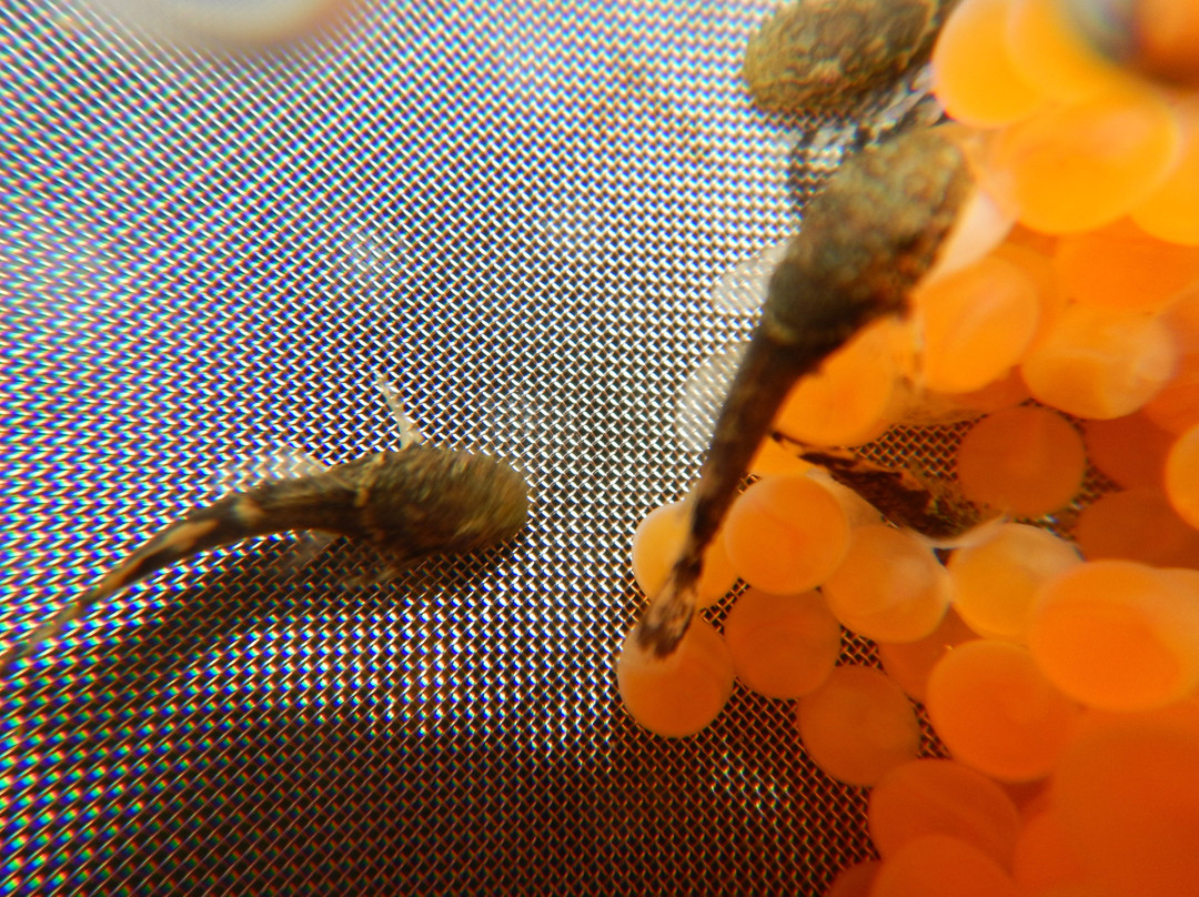 Sea-gal advanced aguaculture-Idan必去景点