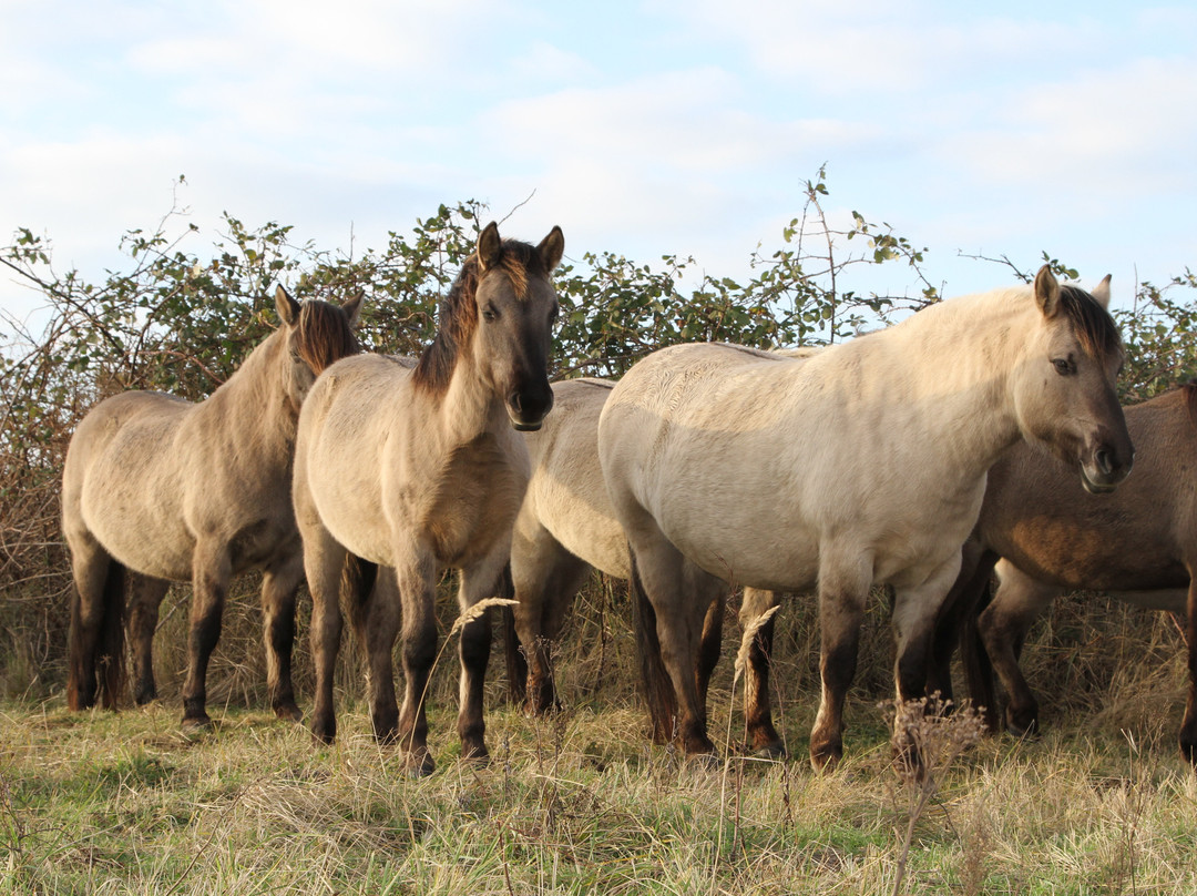 Lentevreugd-Wassenaar必去景点