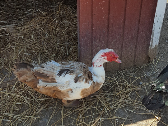 The Lambs Farm-Libertyville必去景点