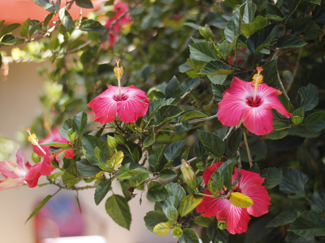 Vida Tropical B and B主图