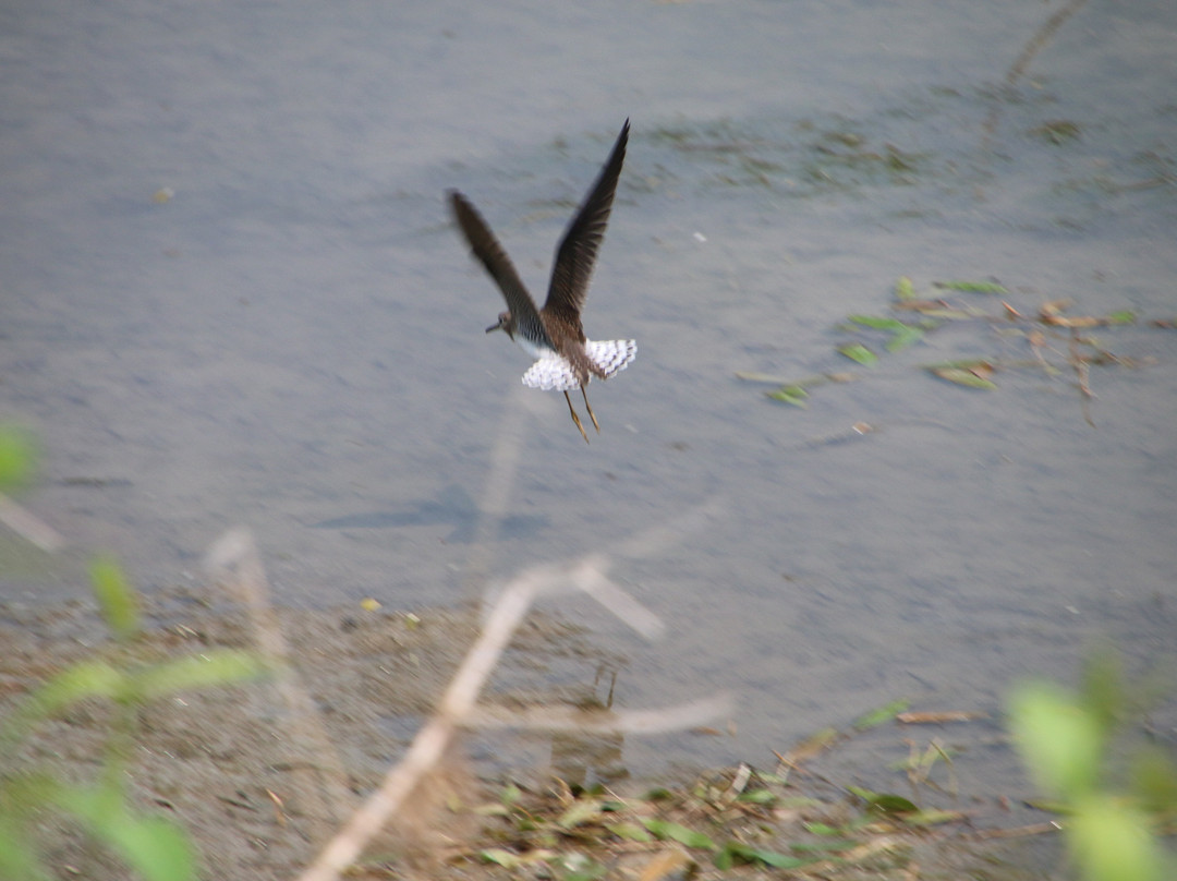 Salmon Arm Bay Nature Enhancement Society景点图片