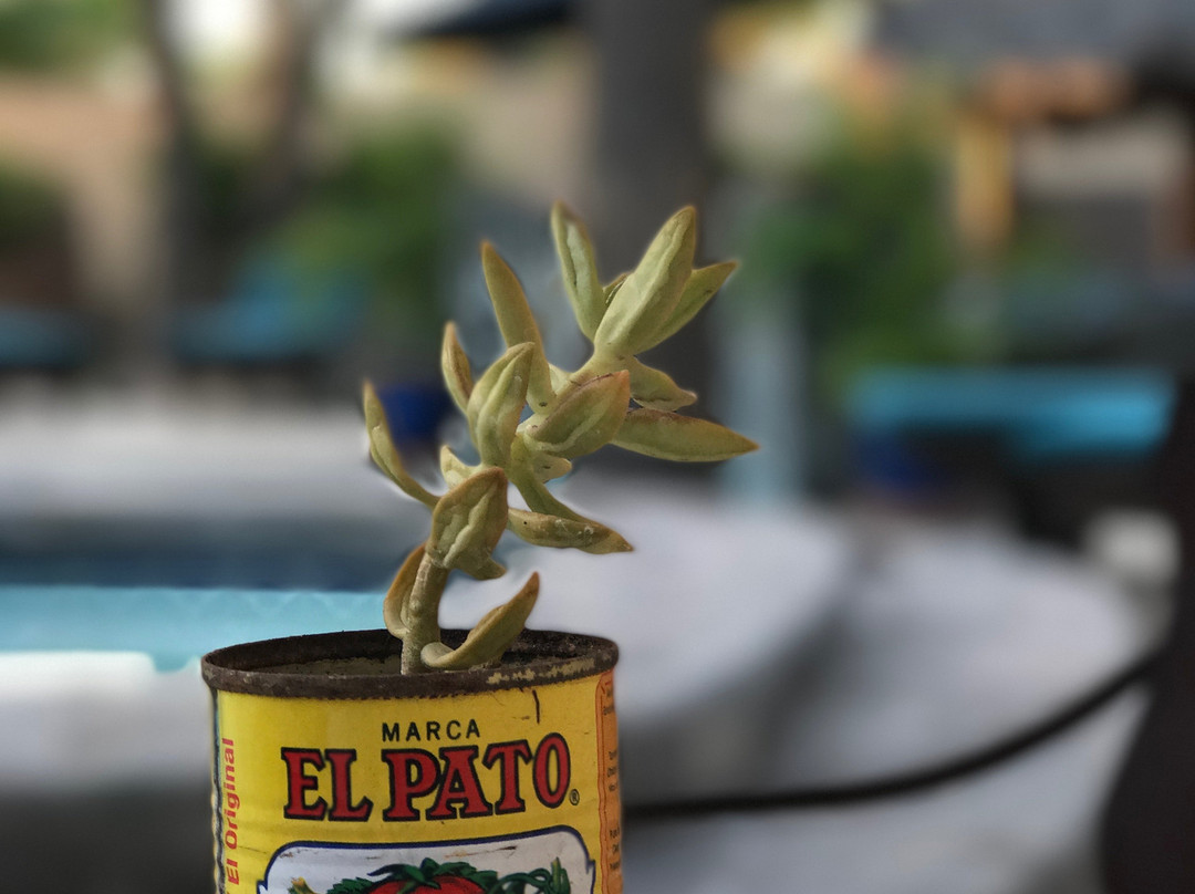 Las Cabanas de Loreto主图