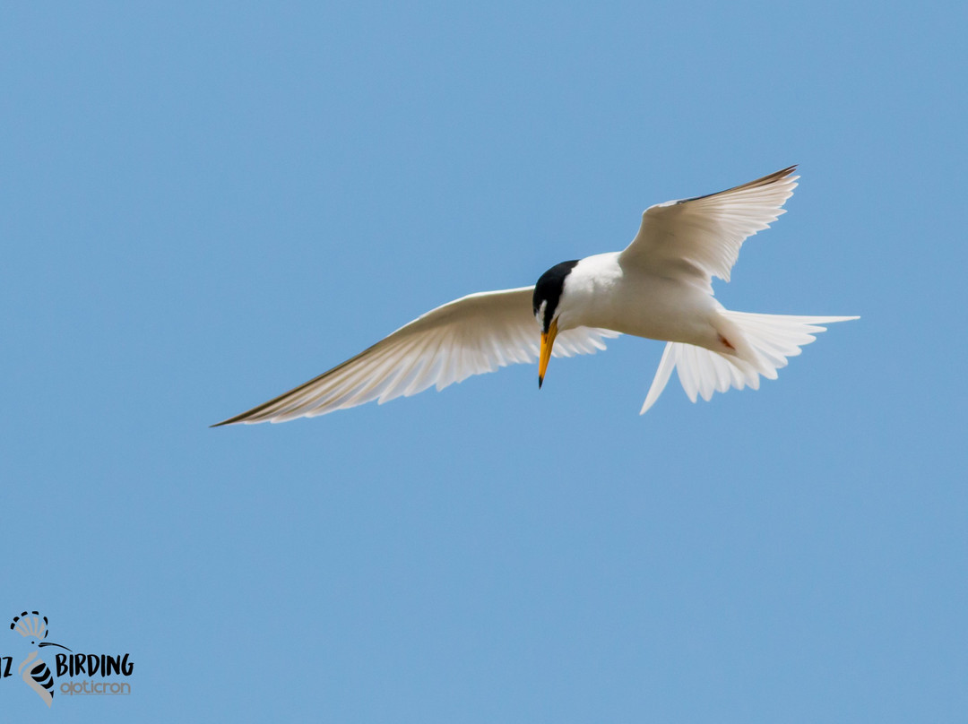 Cadiz Birding景点图片