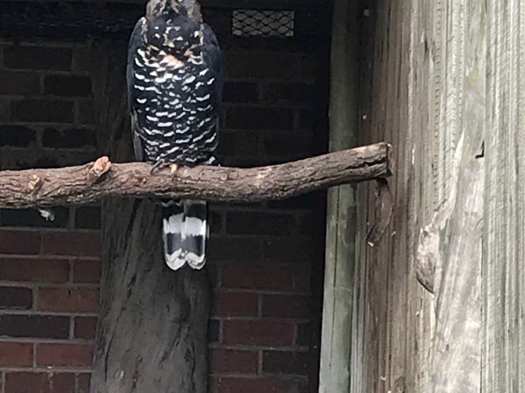 African Raptor Centre-彼得马里茨堡必去景点